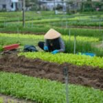 Farm Work with Visa Sponsorship