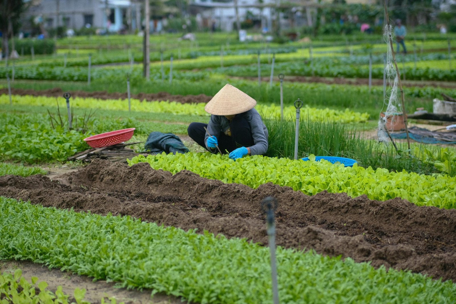 Farm Work with Visa Sponsorship